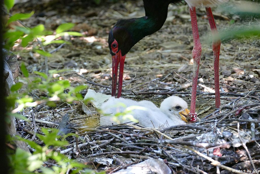 Schwarzstorch, Küken geschl. 20.6.19