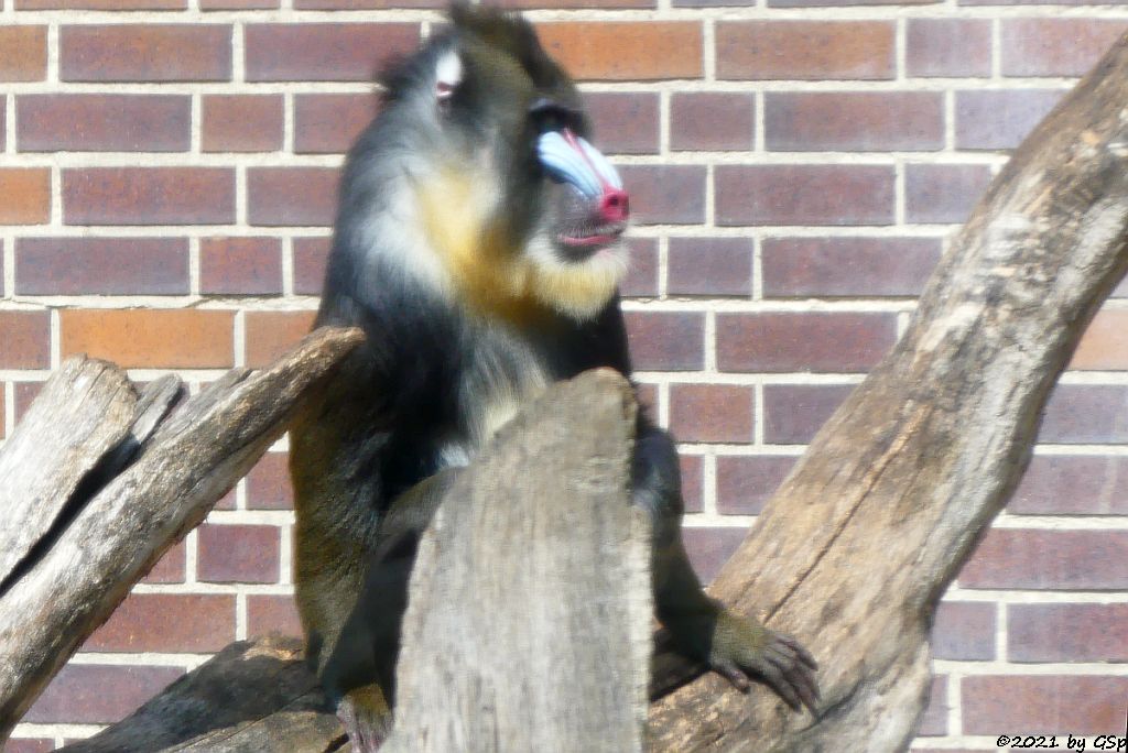 Mandrill