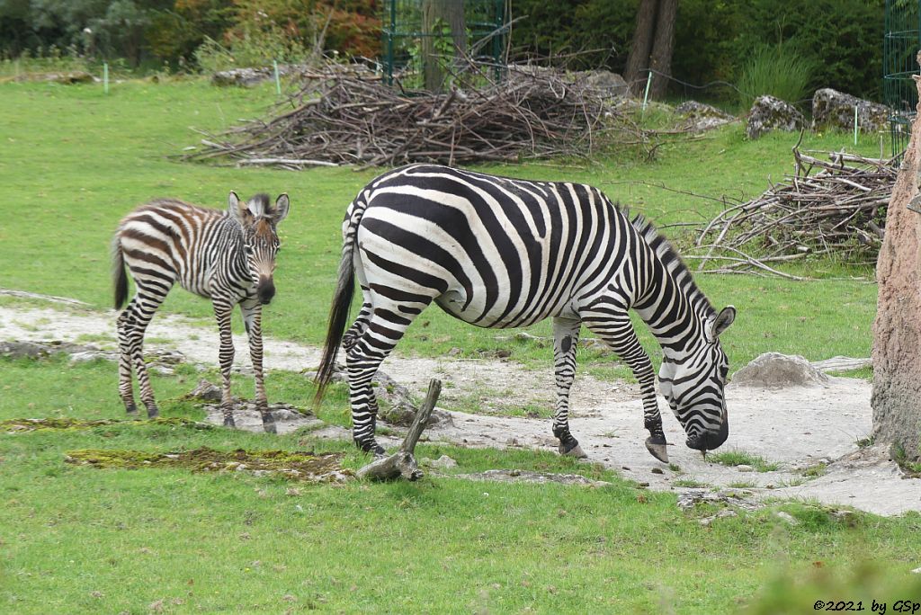 Böhm-Steppenzebra (Grant-Zebra) HELENA mit Tochter BAKARI, geb. 21.8.21