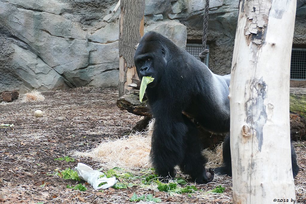 Flachlandgorilla VIATU