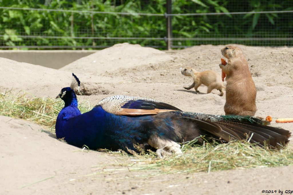 Blauer Pfau, Schwarzschwanz-Präriehund