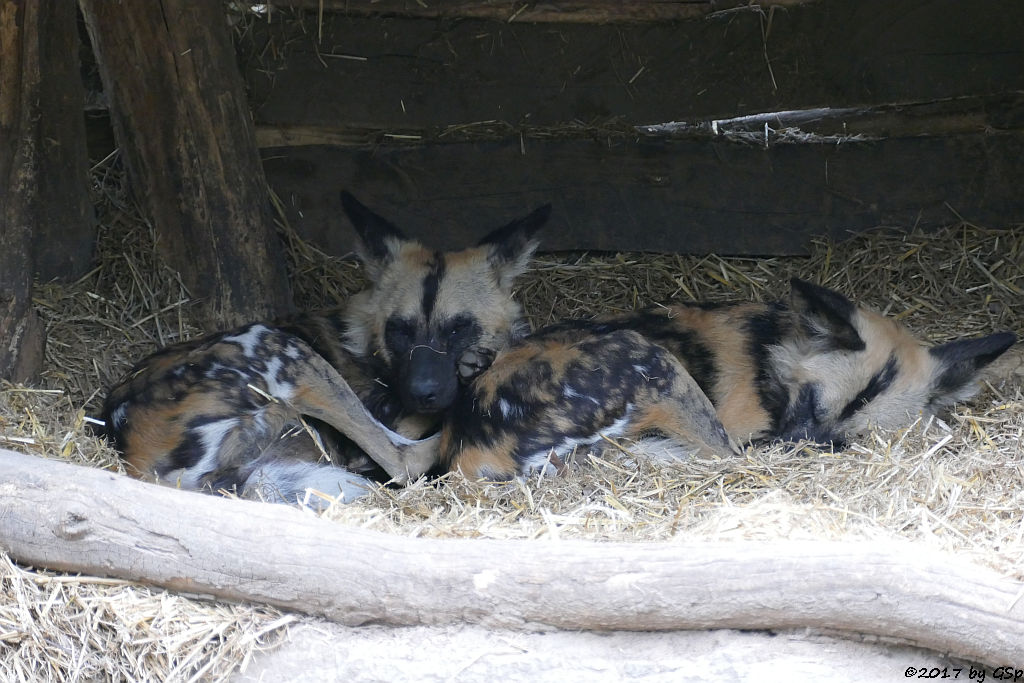 Afrikanischer Wildhund (Hyänenhund, Picassohund)