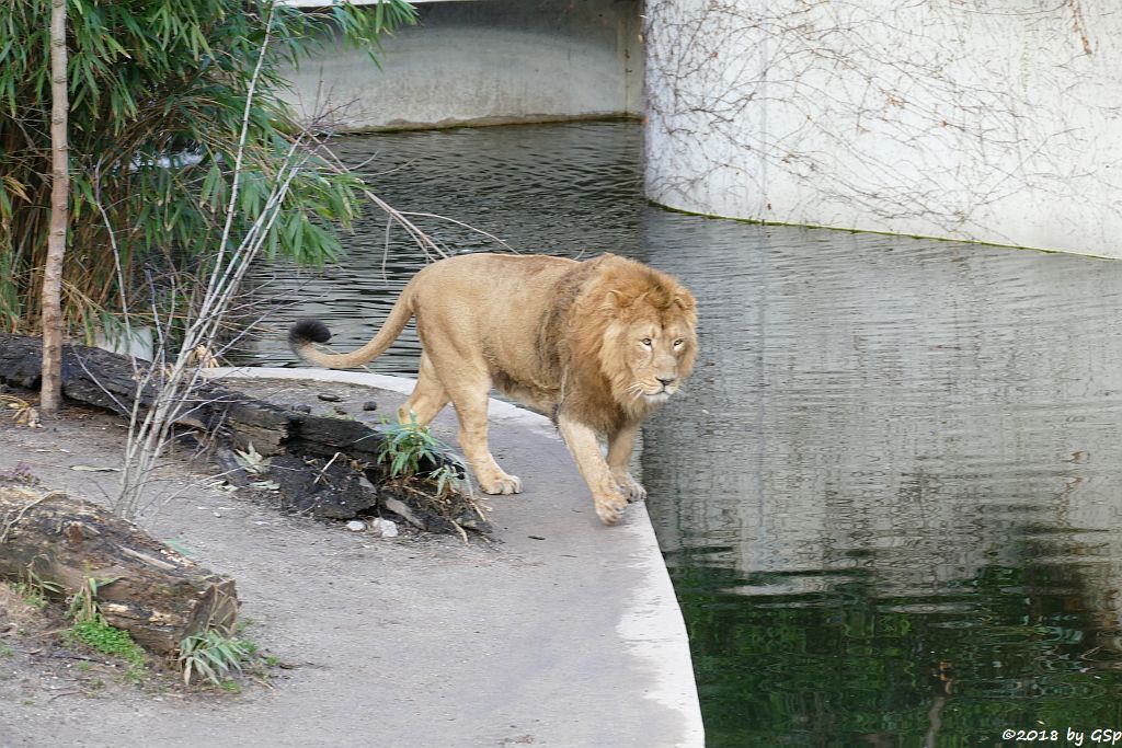 Asiatischer Löwe