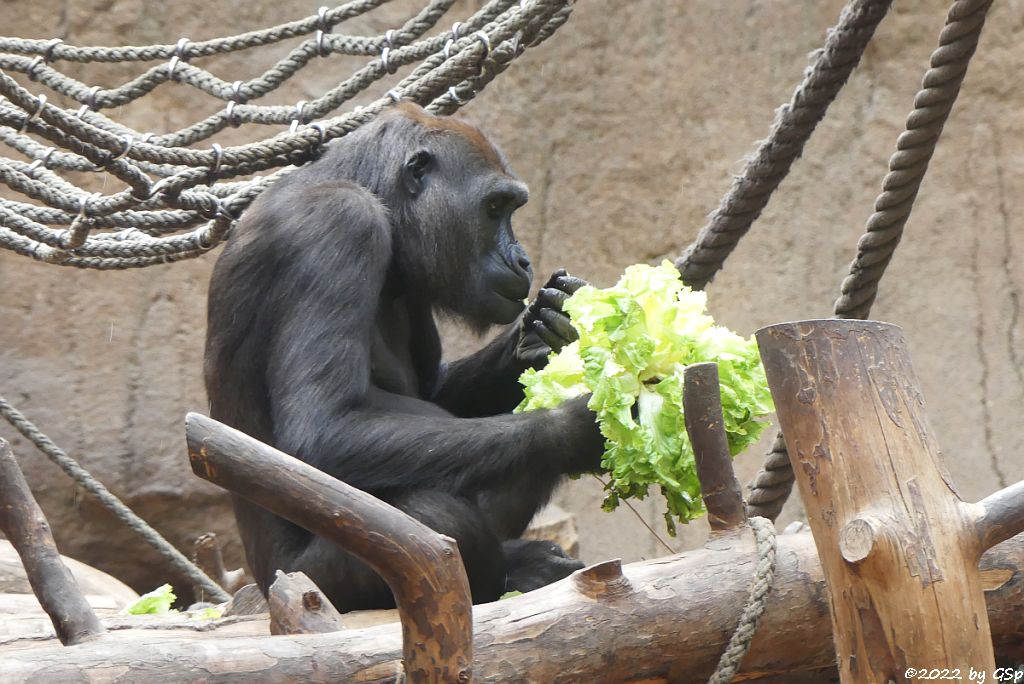 Westlicher Flachlandgorilla