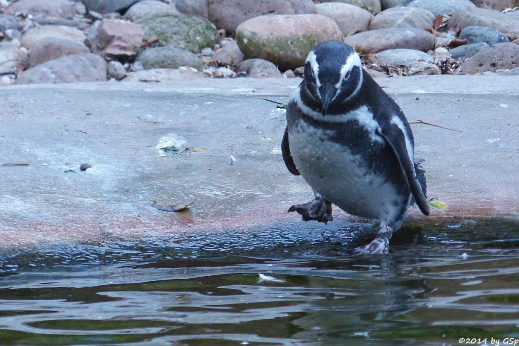 Magellanpinguin