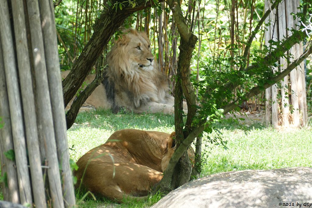 Kalahari-Löwe (Etoscha-Löwe, Wüstenlöwe) MAJO und KIGALI