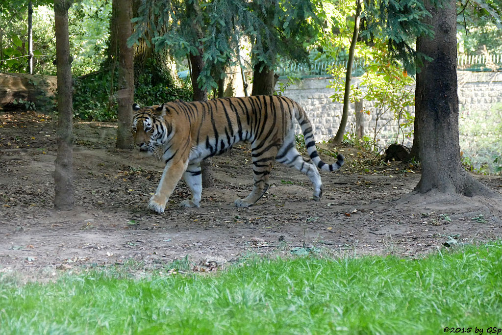 Sibirischer Tiger (Amurtiger)