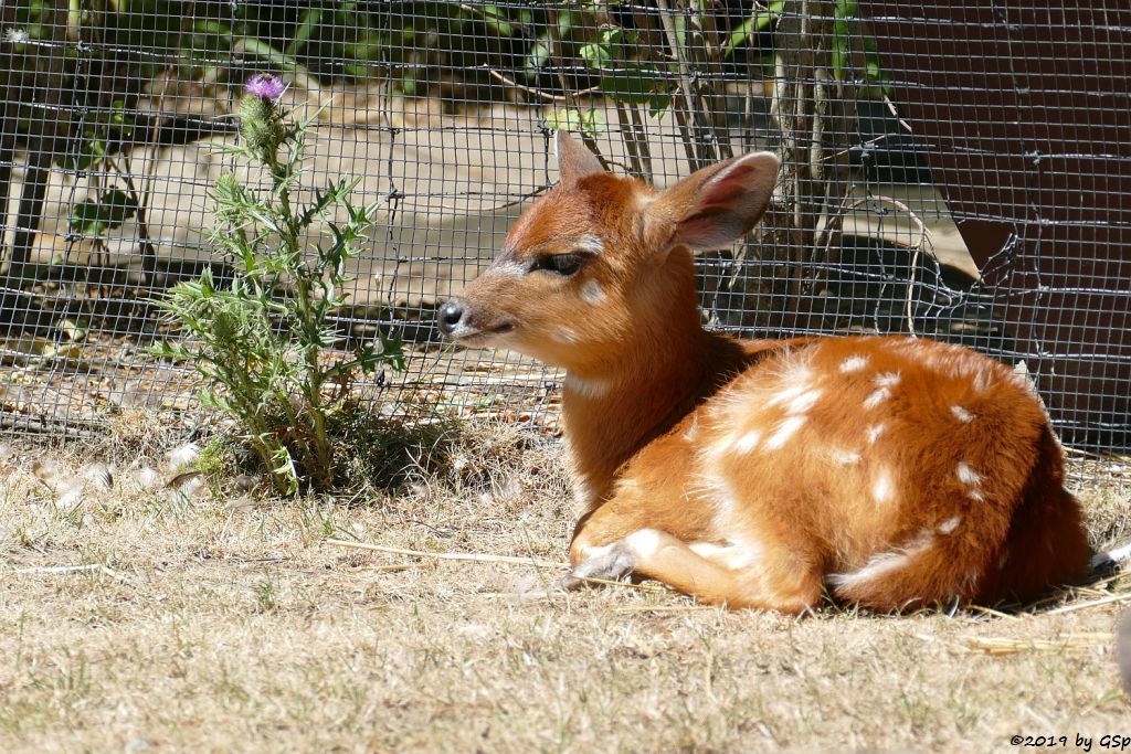 Westliche Sitatunga, Jungtier geb. 16.05.19