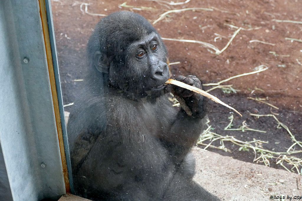 Flachlandgorilla