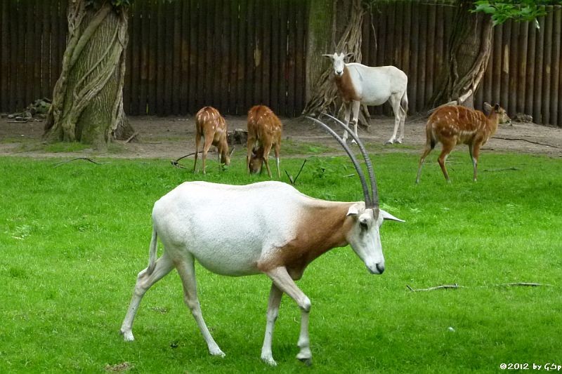 Säbelantilope, Sitatunga