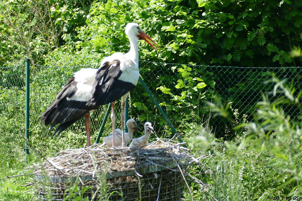 Weißstorch