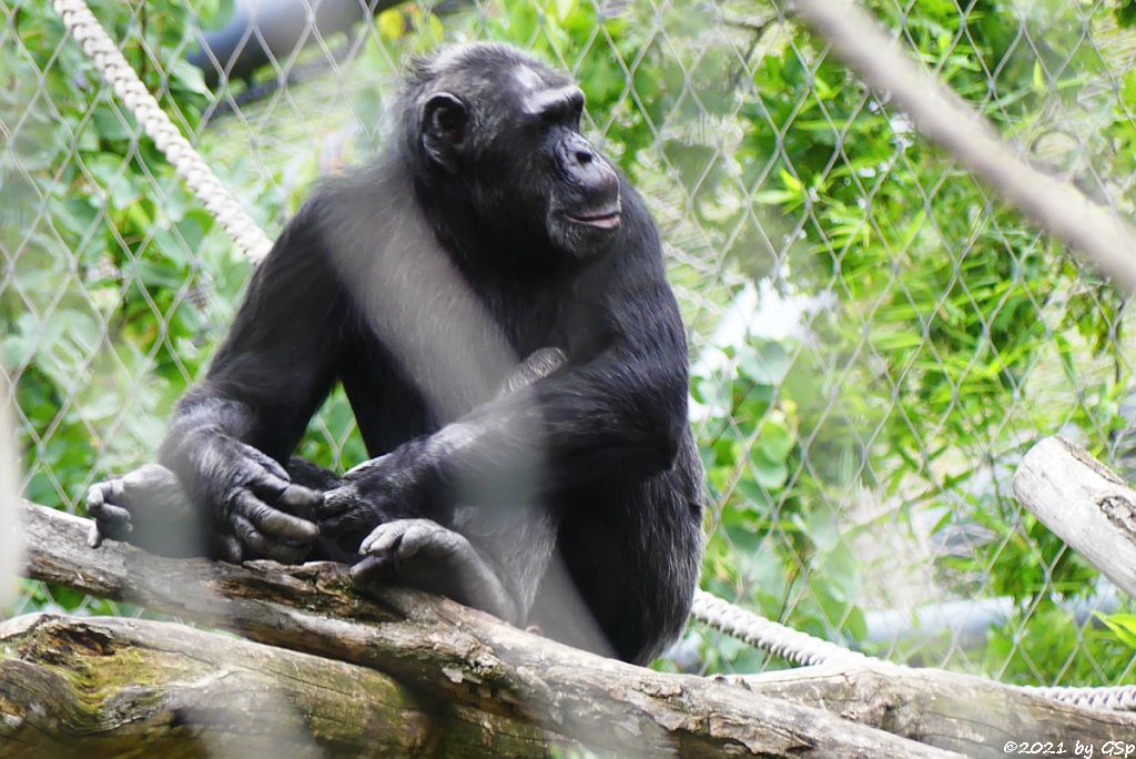 Ostafrikanischer Schimpanse (Schweinfurth-Schimpanse, Langhaarschimpanse)