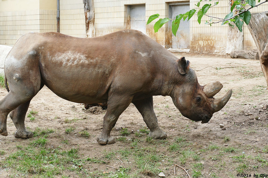 Spitzmaulnashorn KALUSHO