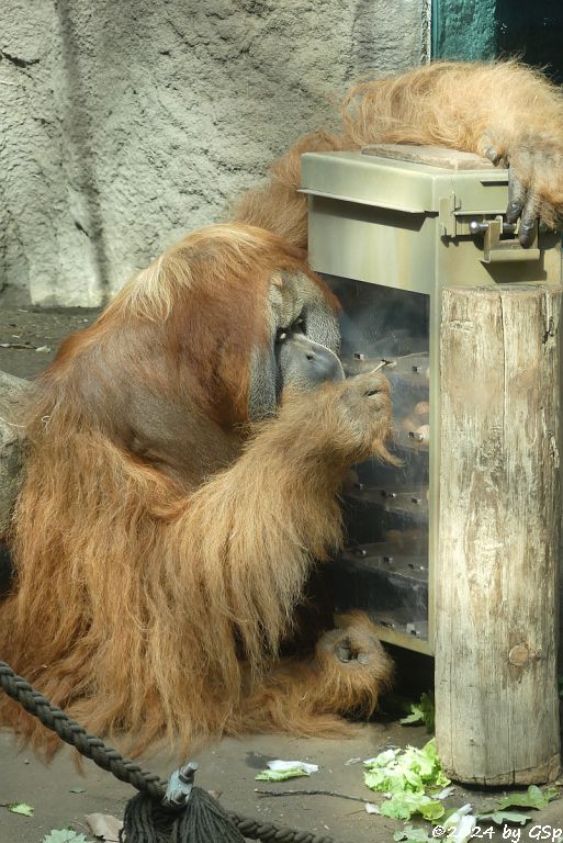 Sumatra-Orang-Utan