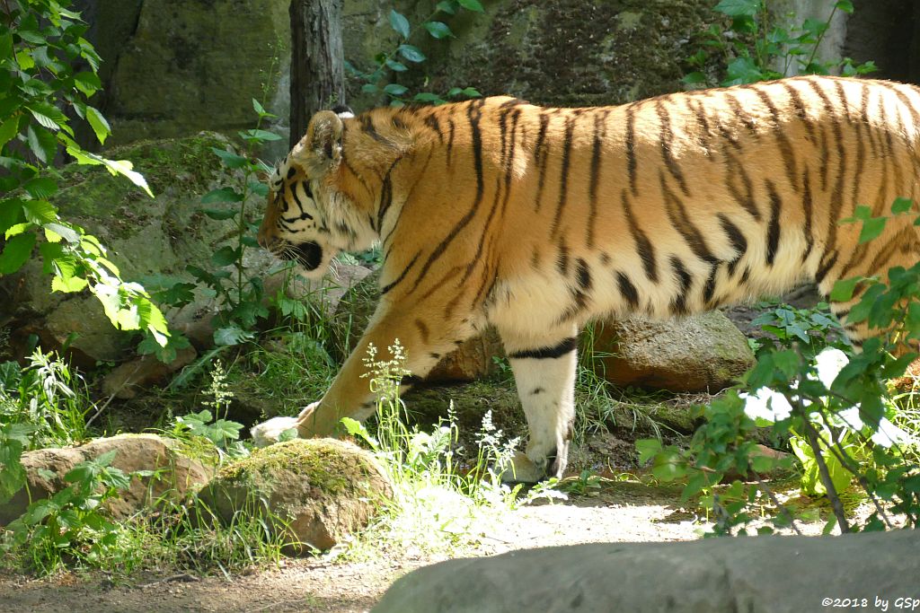 Amurtiger (Sibirischer Tiger, Mandschu-Tiger) 