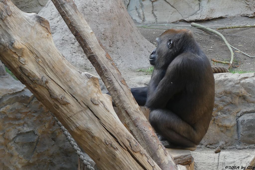 Westlicher Flachlandgorilla