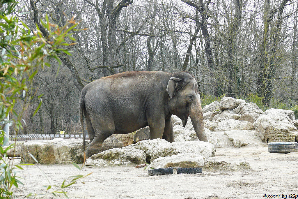 Asiatischer Elefant