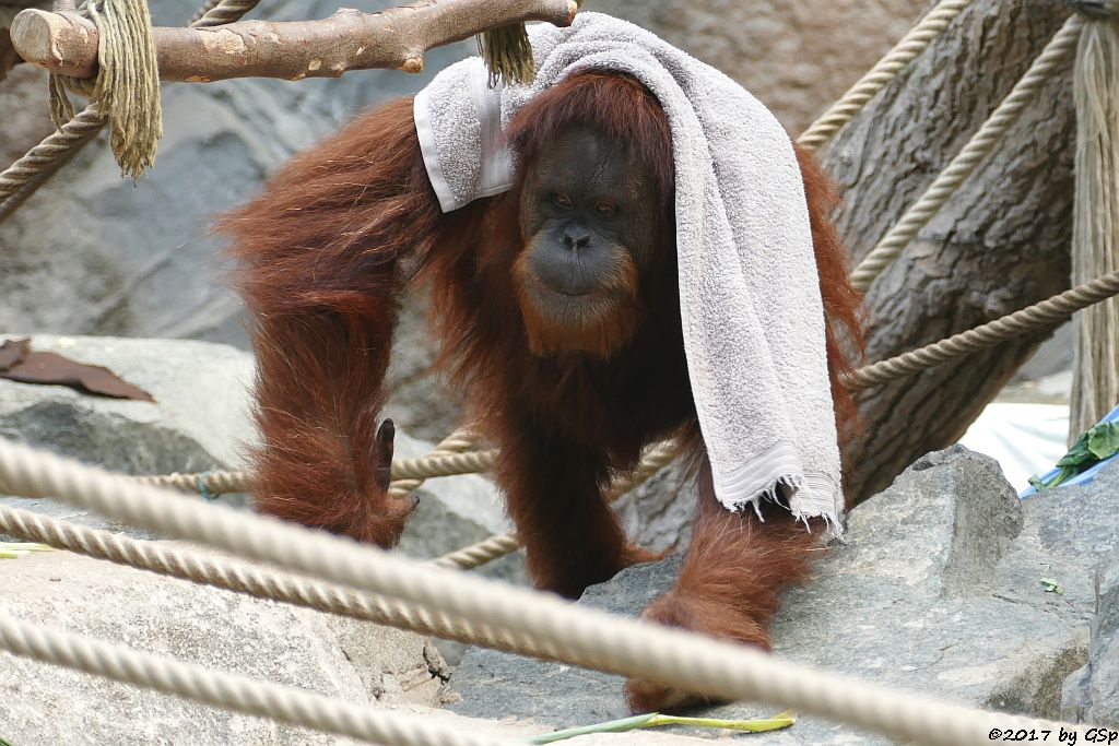 Sumatra-Orang-Utan