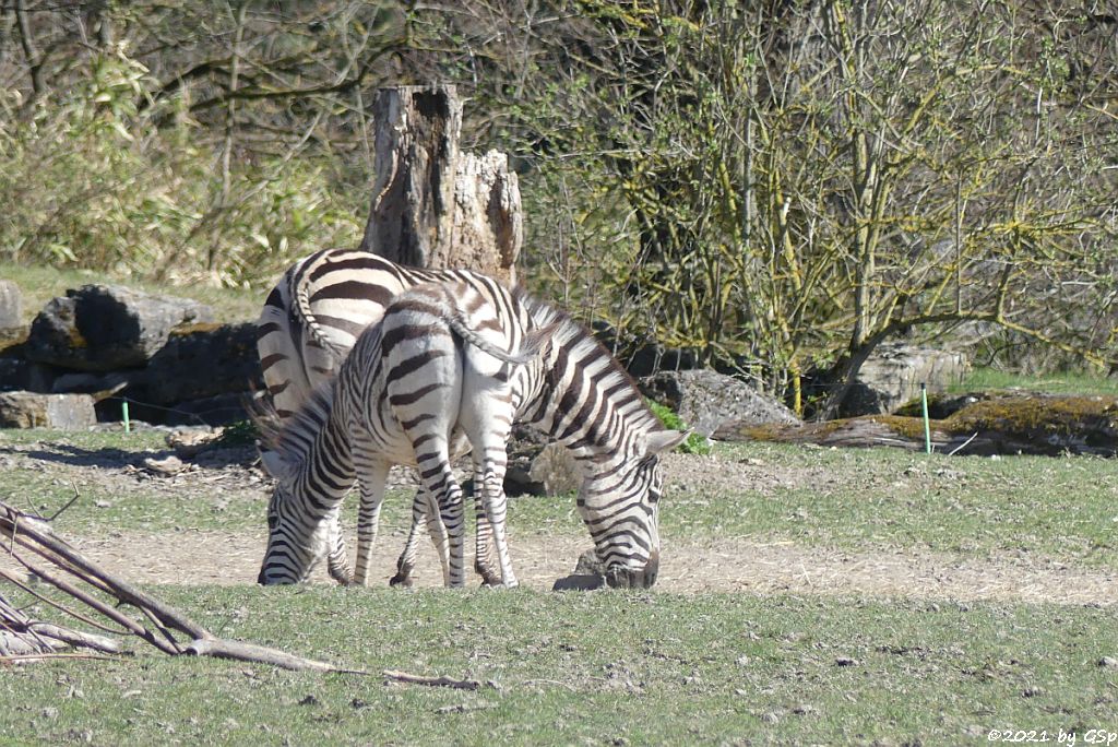 Böhm-Steppenzebra (Grant-Zebra)