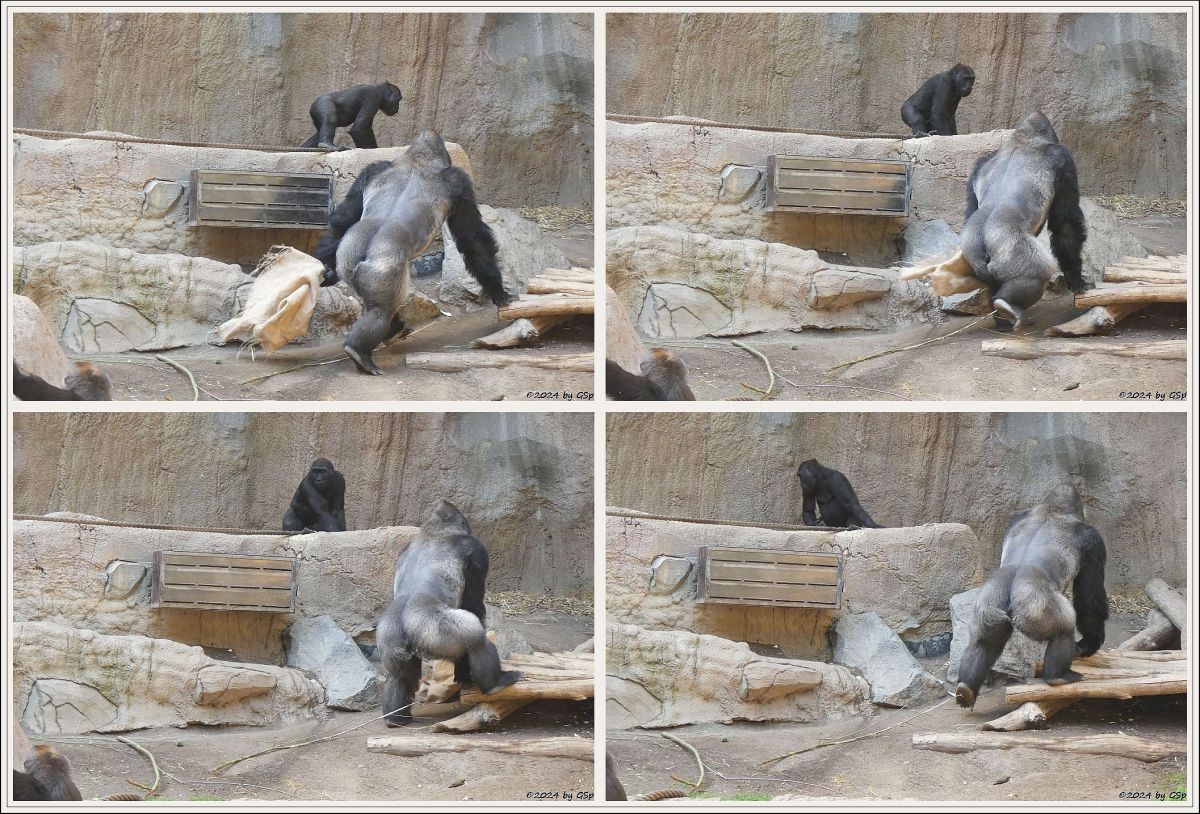 Westlicher Flachlandgorilla