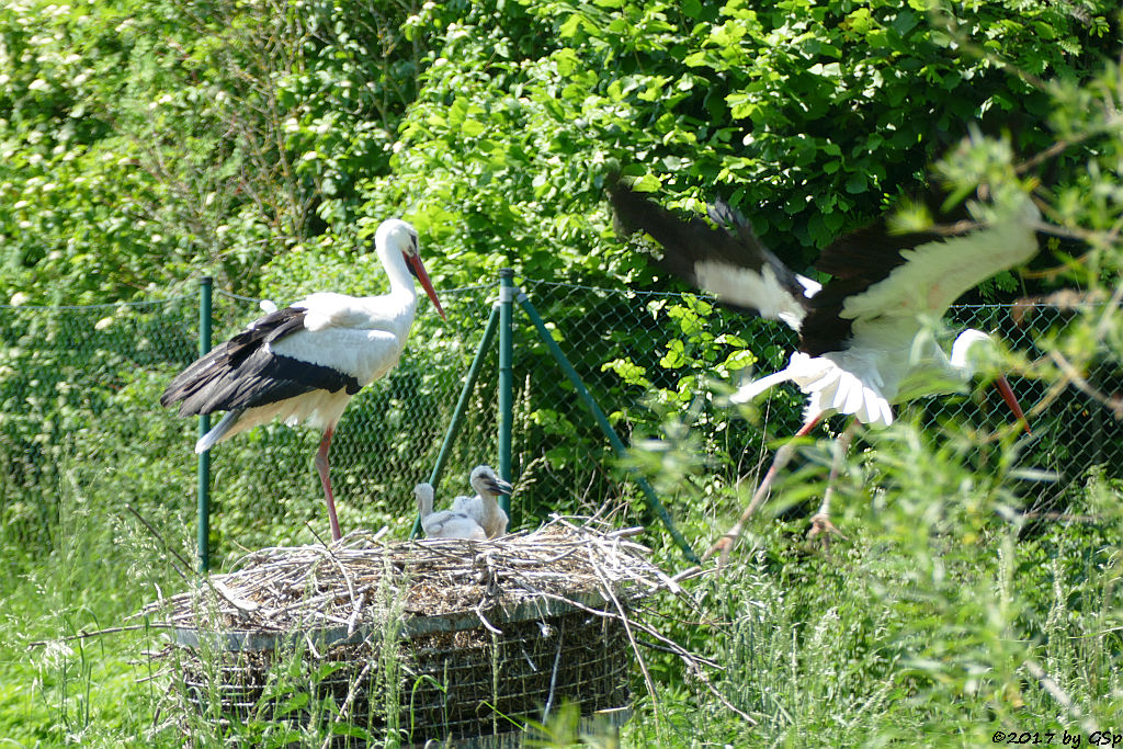 Weißstorch