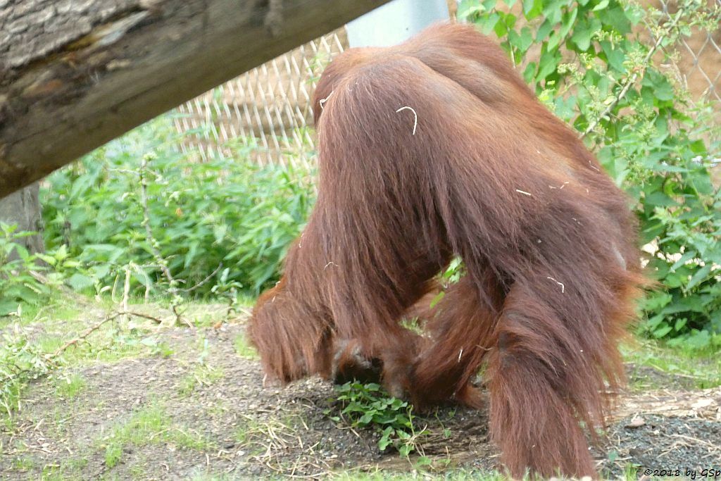 Sumatra-Orang-Utan KEMBALI