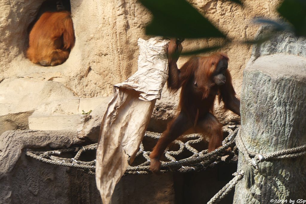 Sumatra-Orang-Utan