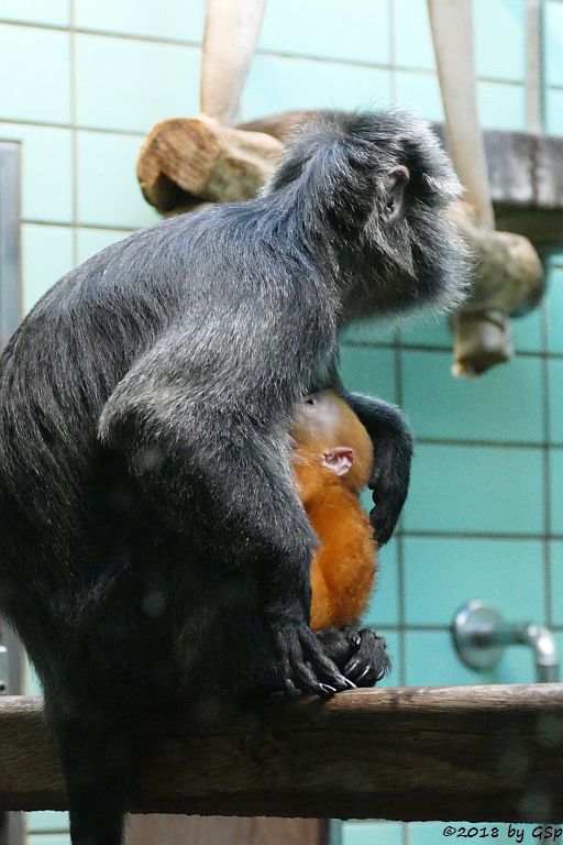 Schwarzer Haubenlangur (Javanischer Haubenlangur, Budeng)