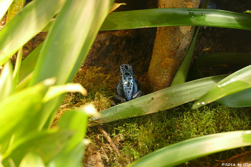 Blauer Baumsteiger (Azurblauer Pfeilgiftfrosch)