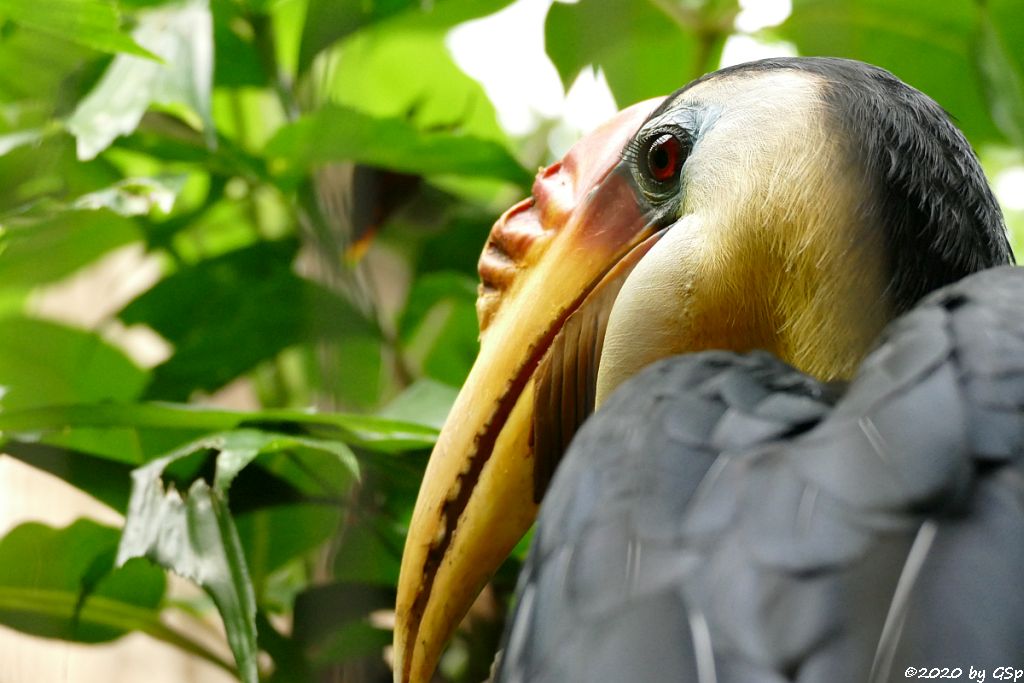 Runzelhornvogel (Furchenschnabel-Hornvogel)