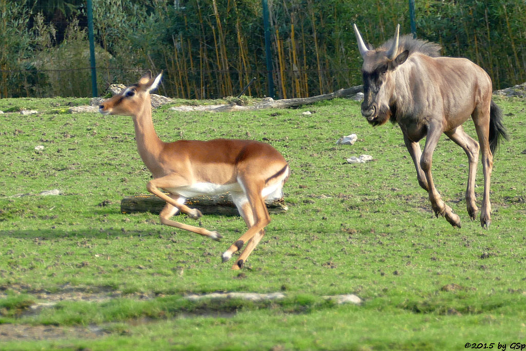 Impala (Schwarzfersenantilope), Streifengnu