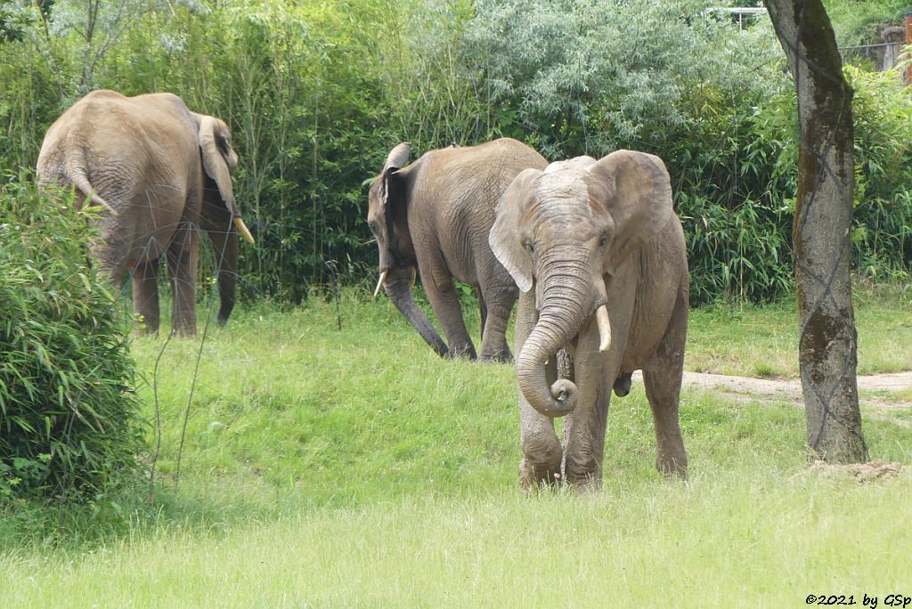 LILAK, KARIBA, TAMO