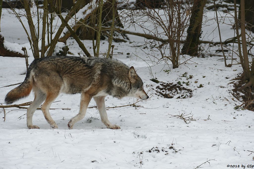 Eurasischer Wolf