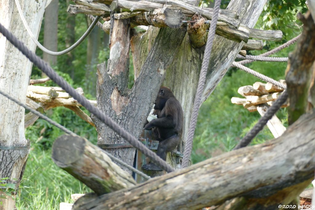 Westlicher Flachlandgorilla