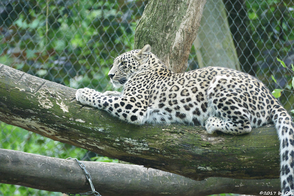 Nordpersischer Leopard (Afghanischer Leopard)