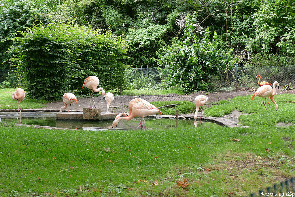 Chileflamingo, Kubaflamingo