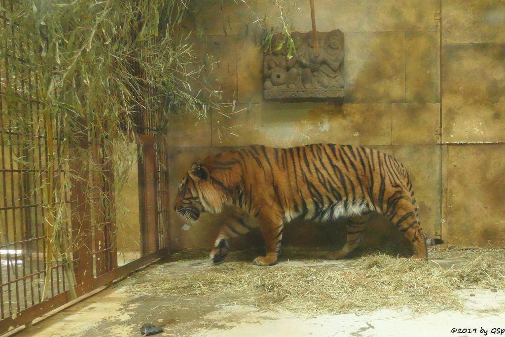 Sumatratiger