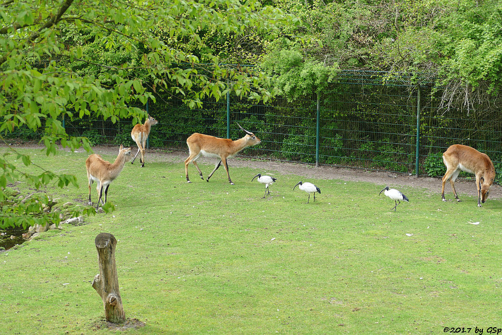 Kafue-Litschi (Letchwe, Kafue-Litschi-Wasserbock), Heiliger Ibis