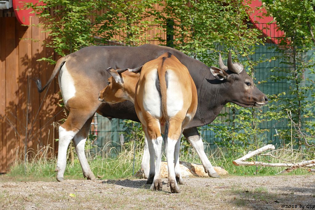 Java-Banteng