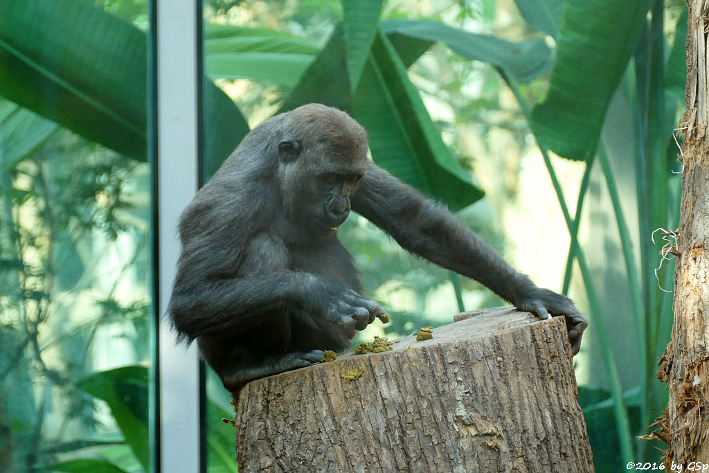 Flachlandgorilla