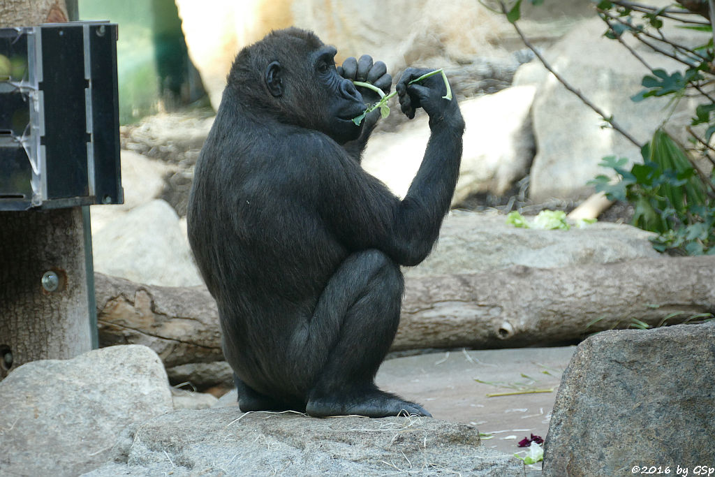 Flachlandgorilla