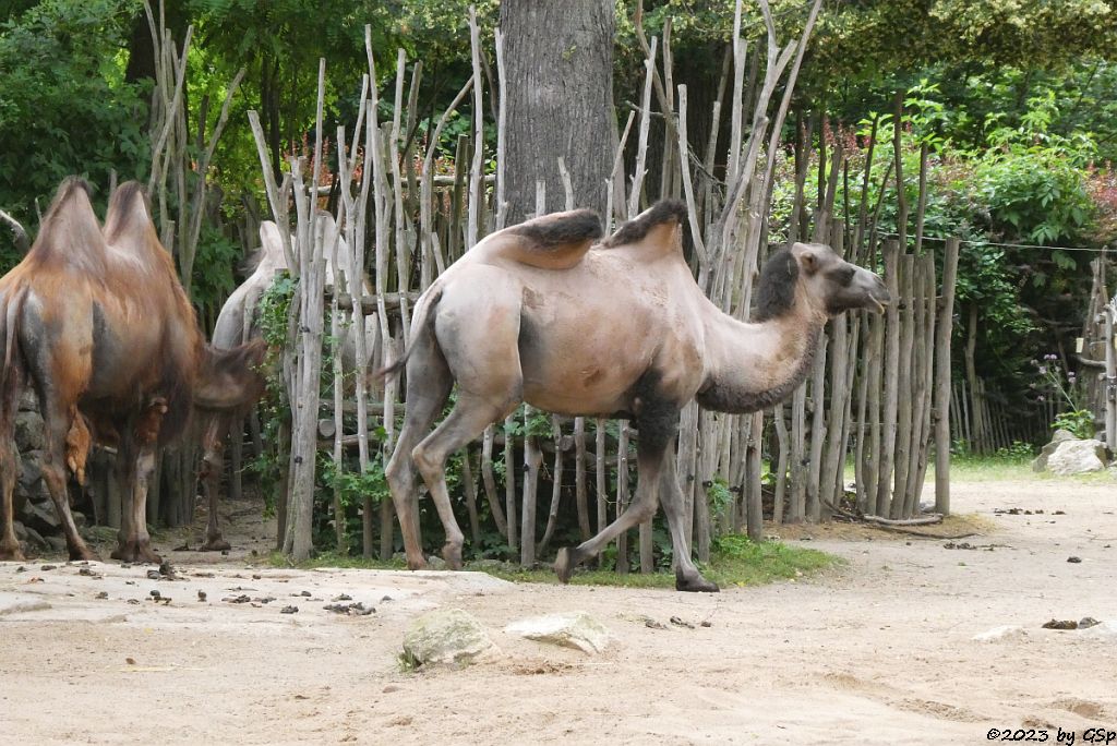 Trampeltier (Zweihöckriges Kamel, Hauskamel)