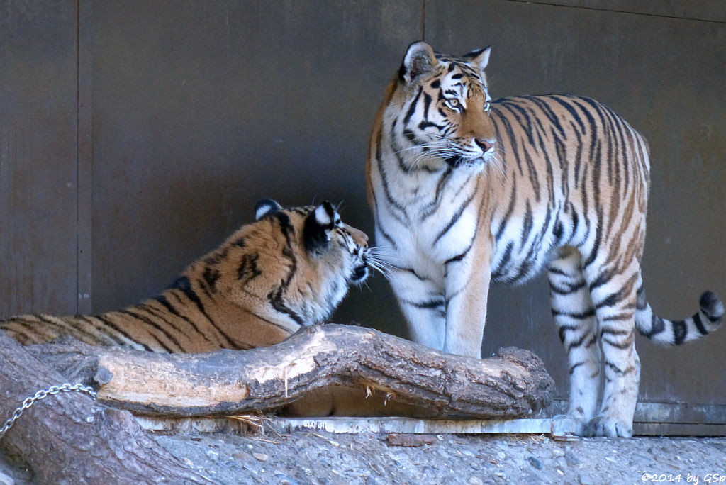 Sibirische Tigerin HANYA mit ihrer Tochter, geb. am 10.08.13