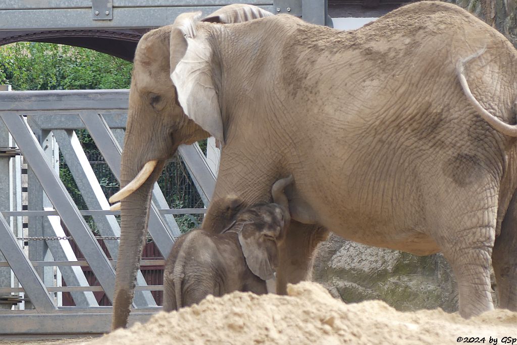 Elefanten Zoo Halle: TANA mit SIMON, geb.4.2.24