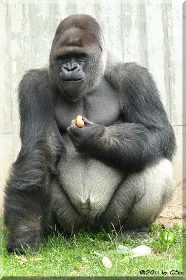 Flachlandgorilla BOBO