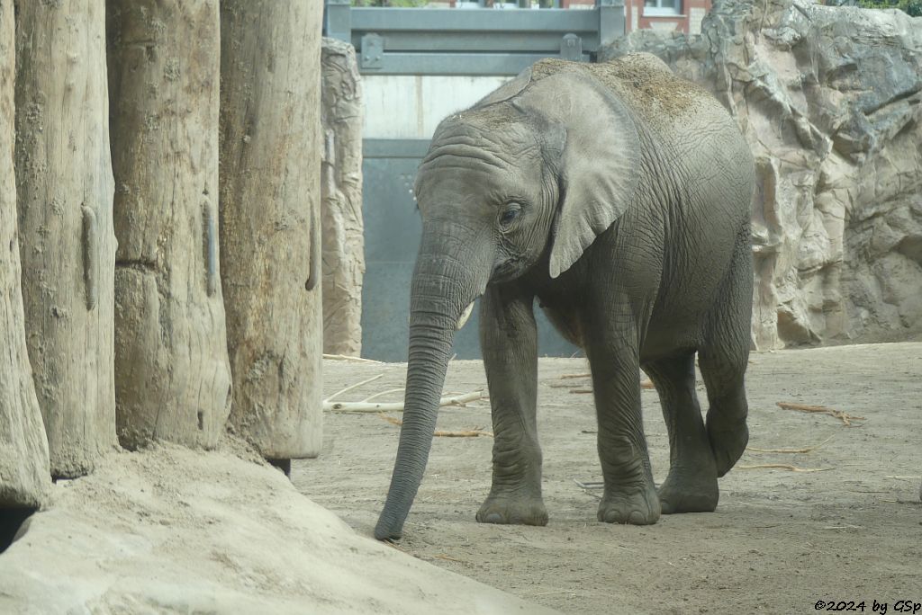 Elefanten Zoo Halle: ELANI