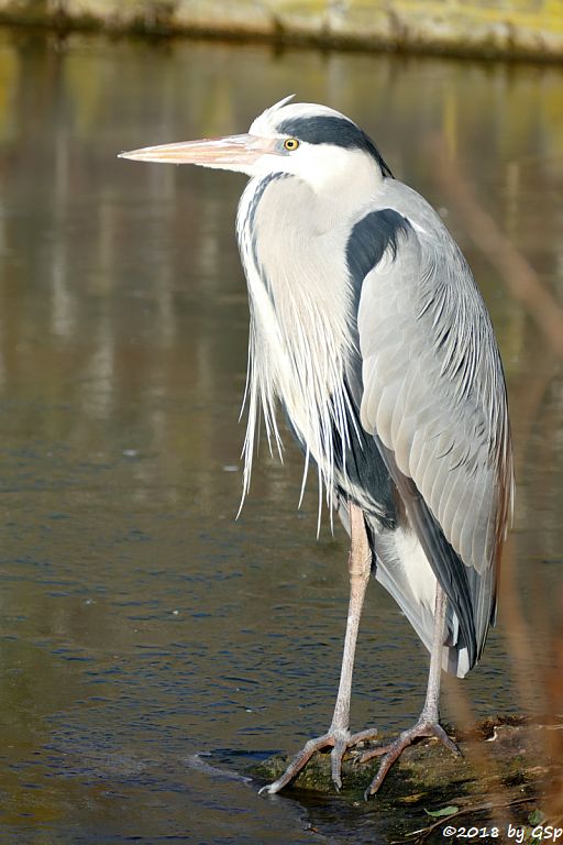 Graureiher (Fischreiher)