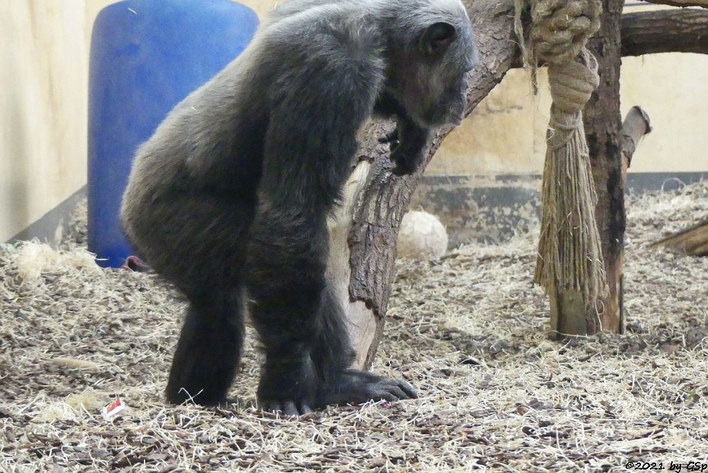 Gewöhnlicher Schimpanse (Gemeiner Schimpanse, Schimpanse)