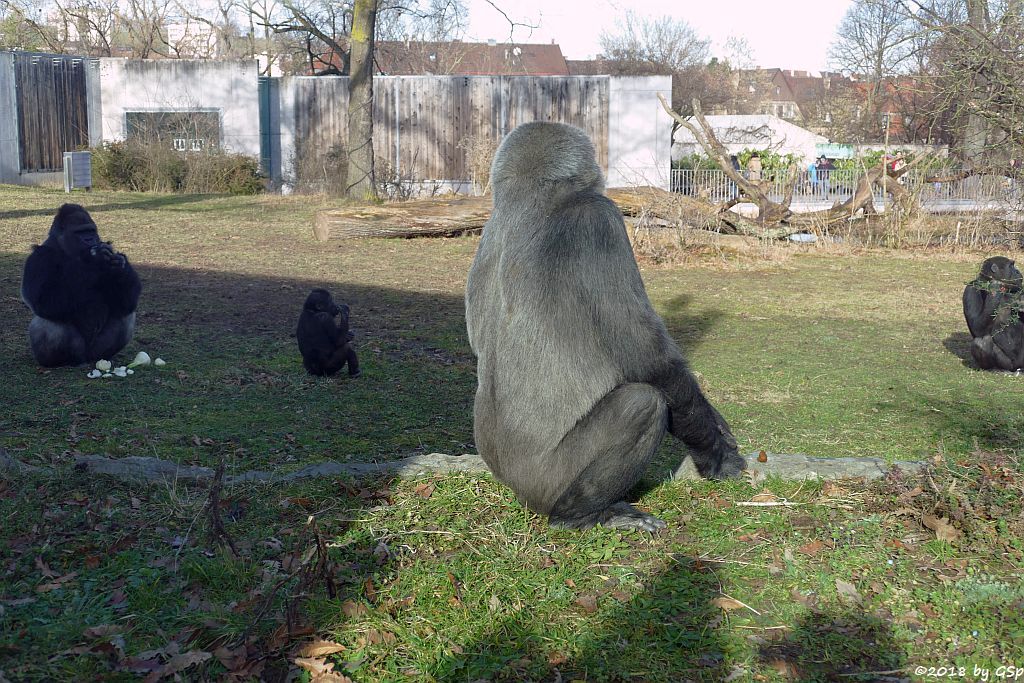 Flachlandgorilla