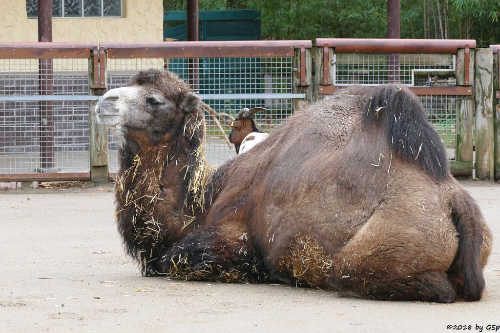 Trampeltier (Zweihöckriges Kamel, Hauskamel), Afrikanische Zwergziege (Westafrikanische Zwergziege, Kamerun-Zwergziege)